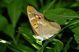 Attēlu rezultāti vaicājumam “Apatura ilia male”