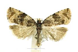 Attēlu rezultāti vaicājumam “Orthotaenia undulana”