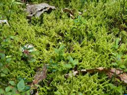 Attēlu rezultāti vaicājumam “Ptilium crista-castrensis sporophyte”