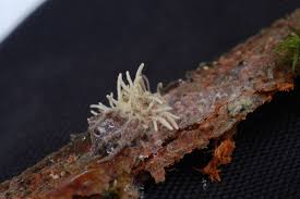 Attēlu rezultāti vaicājumam “Torrubiella arachnophila”