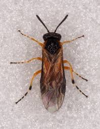 Attēlu rezultāti vaicājumam “Athelia pyriformis”