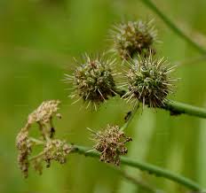 Attēlu rezultāti vaicājumam “Oenanthe aquatica flower”