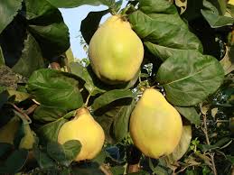 Attēlu rezultāti vaicājumam “Cydonia oblonga fruit”