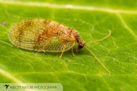 Attēlu rezultāti vaicājumam “Hemerobiidae”