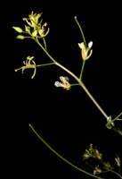 Attēlu rezultāti vaicājumam “Sisymbrium altissimum leaf”