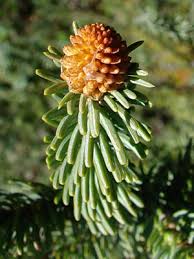 Attēlu rezultāti vaicājumam “Picea abies male flower”