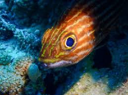 Image result for Epinephelus costae