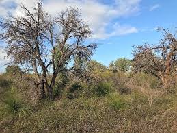 Attēlu rezultāti vaicājumam “Diderma rufostriatum young”