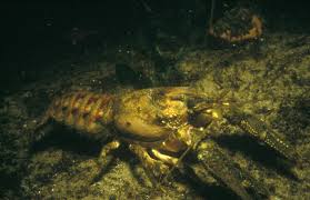 Attēlu rezultāti vaicājumam “Astacus astacus”