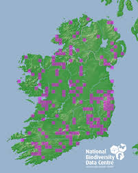 Attēlu rezultāti vaicājumam “Psithyrus sylvestris”