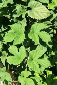 Attēlu rezultāti vaicājumam “Humulus lupulus leaf”