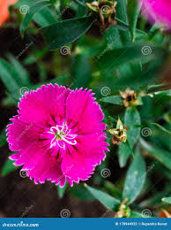 Attēlu rezultāti vaicājumam “Dianthus deltoides bud”