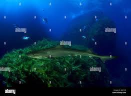 Image result for Mustelus antarcticus