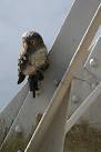 What a hoot! Someone has secured this plastic owl to the outer steel - via Daymix