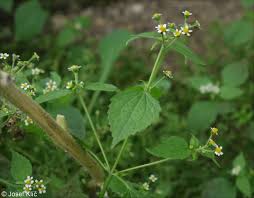 Attēlu rezultāti vaicājumam “Galinsoga quadriradiata”