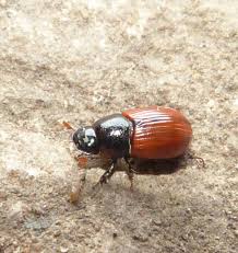 Attēlu rezultāti vaicājumam “Aphodius sp. imago”
