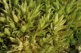 Attēlu rezultāti vaicājumam “Tortella inclinata”