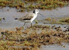 Attēlu rezultāti vaicājumam “Tringa stagnatilis”