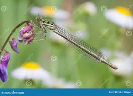 Attēlu rezultāti vaicājumam “Platycnemis pennipes”