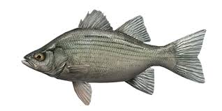 Image result for Morone americana