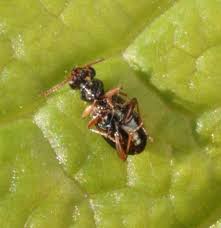 Attēlu rezultāti vaicājumam “Asaphidion pallipes”