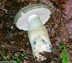 Attēlu rezultāti vaicājumam “Gyroporus cyanescens”