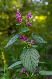 Attēlu rezultāti vaicājumam “Galeopsis tetrahit flower”