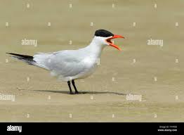 Attēlu rezultāti vaicājumam “Hydroprogne caspia”