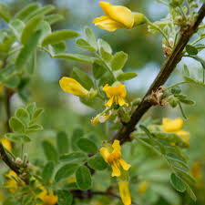 Attēlu rezultāti vaicājumam “Caragana arborescens flower”