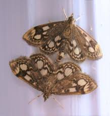 Attēlu rezultāti vaicājumam “Anania coronata”