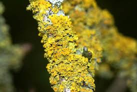 Attēlu rezultāti vaicājumam “Xanthoria parietina”