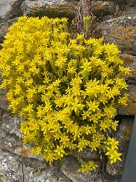 Attēlu rezultāti vaicājumam “Sedum acre bud”