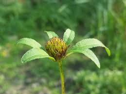 Attēlu rezultāti vaicājumam “Bidens tripartita flower”