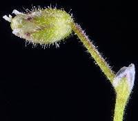 Attēlu rezultāti vaicājumam “Cerastium semidecandrum bud”