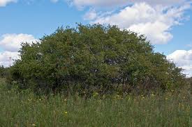 Attēlu rezultāti vaicājumam “Crataegus chrysocarpa”
