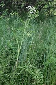 Attēlu rezultāti vaicājumam “Angelica palustris”