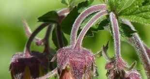 Image result for Geum rivale