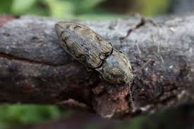 Attēlu rezultāti vaicājumam “Prosternon tessellatum”