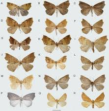 Attēlu rezultāti vaicājumam “Geometridae”