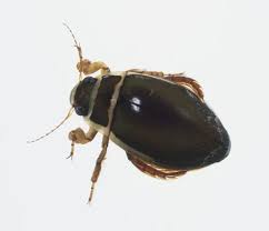 Attēlu rezultāti vaicājumam “Dytiscus marginalis”