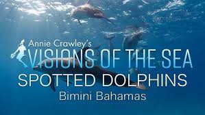 Image result for Belfairs Dolphins Snorkelling Club