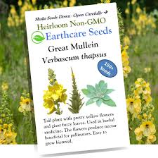 Attēlu rezultāti vaicājumam “Verbascum thapsus fruit”