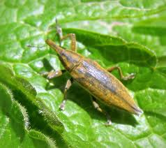 Attēlu rezultāti vaicājumam “Lixus iridis”