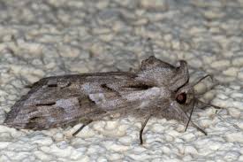 Attēlu rezultāti vaicājumam “Cucullia fraudatrix”