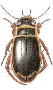 Attēlu rezultāti vaicājumam “Dytiscus marginalis”