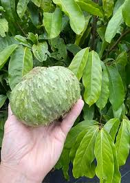 Attēlu rezultāti vaicājumam “Jasione montana fruit”