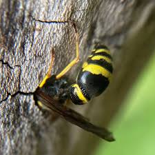 Attēlu rezultāti vaicājumam “Symmorphus sp.”