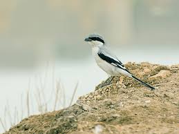 Attēlu rezultāti vaicājumam “Lanius excubitor”