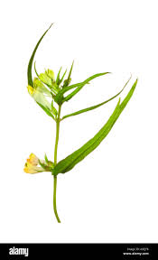 Attēlu rezultāti vaicājumam “Melampyrum pratense bud”