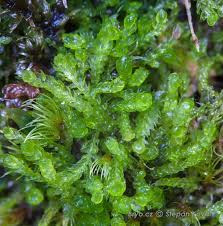 Attēlu rezultāti vaicājumam “Cephalozia bicuspidata”